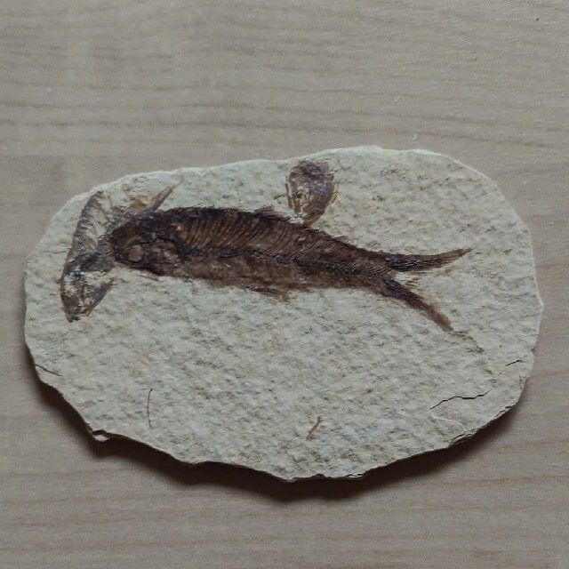 魚の化石