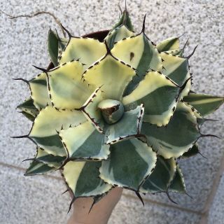 専用の  多肉植物アガベAgave applanata 吉祥冠陰陽錦 極美斑(その他)