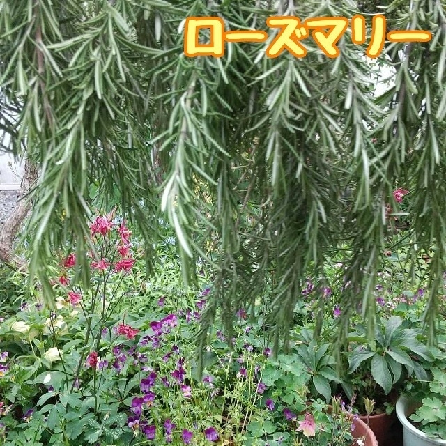 ゆゆん様☆ ハーブアソート2便目 ハンドメイドのフラワー/ガーデン(その他)の商品写真