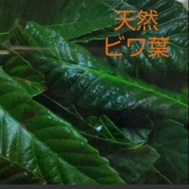 ゆゆん様☆ ハーブアソート2便目 ハンドメイドのフラワー/ガーデン(その他)の商品写真