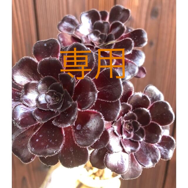 多肉植物　⭐︎専用⭐︎アエオニウム　黒法師と艶姿　抜き苗 ハンドメイドのフラワー/ガーデン(その他)の商品写真