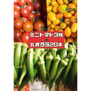 ミニトマト3種ミックス600ｇ➕丸オクラ20本(野菜)