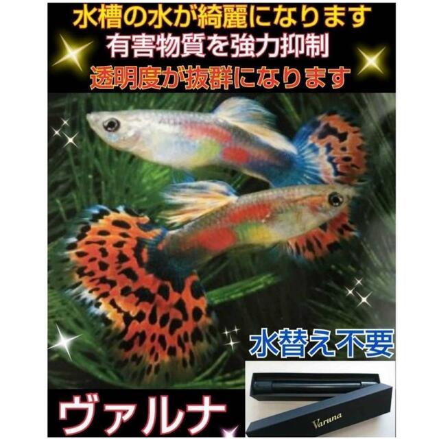 水槽の透明度アップ！有害物質、感染症強力抑制！ヴァルナミニ23センチ☆水替え不要