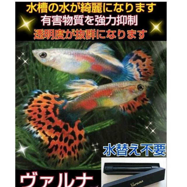 ヴァルナミニ　23センチ　水槽の透明度が抜群に！有害物質強力抑制！水替え不要に！