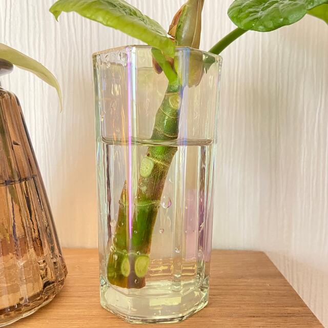 新品 水耕栽培や観葉植物の水差しに 花瓶2点セットの通販 By Kon S Shop ラクマ 新品 水耕栽培や観葉植物の水差しに 花瓶2点セットの通販 By Kon S Shop ラクマ