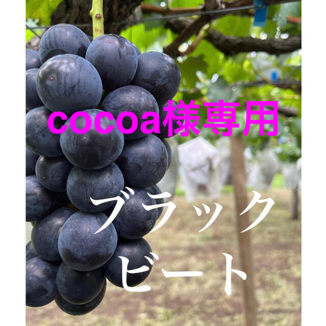 ★cocoa様専用★【ブラックビート】2kg×2 食品/飲料/酒の食品(フルーツ)の商品写真