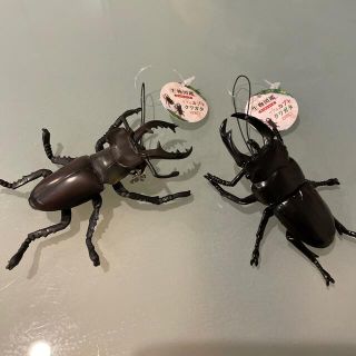 生物図鑑　カブトムシ　クワガタ(その他)