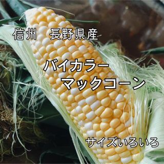 【数量限定】とうもろこし　バイカラーコーン　5キロ(野菜)