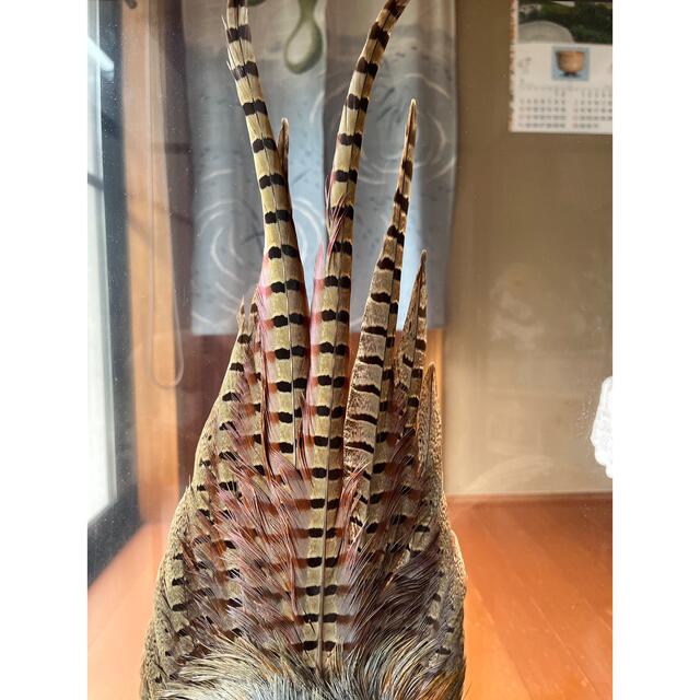 雉 剥製 本物 骨董品 約40年の通販 by 好きなものあります|ラクマ 雉 剥製 本物 骨董品 約40年の通販 by 好きなものあります|ラクマ