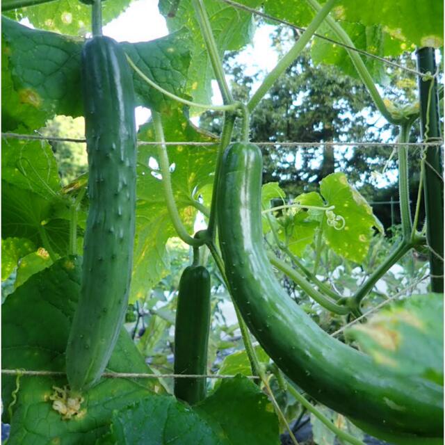 ♪無農薬　夏野菜　詰め合わせ♪　コンパクト　採りたて 食品/飲料/酒の食品(野菜)の商品写真