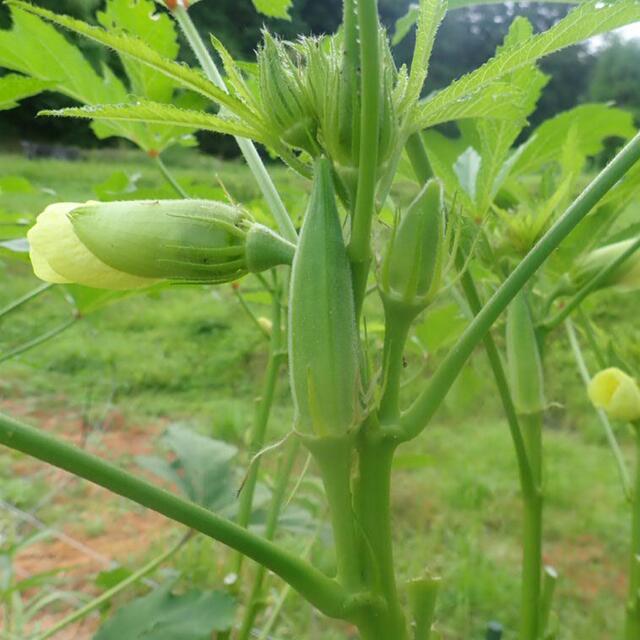 ♪無農薬　夏野菜　詰め合わせ♪　コンパクト　採りたて 食品/飲料/酒の食品(野菜)の商品写真