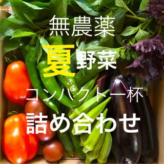 ♪無農薬　夏野菜　詰め合わせ♪　コンパクト　採りたて(野菜)