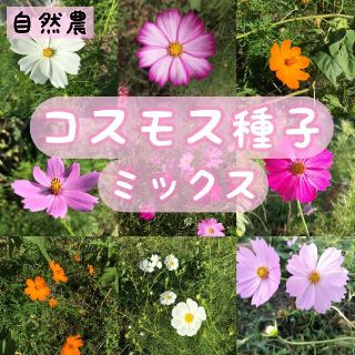 【自然農・自家採種】コスモスの種ミックス　たっぷり2g　彩り　こぼれ種でも開花✿(その他)