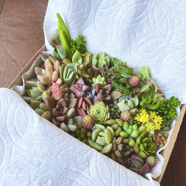 多肉植物】カット苗 引き立つ 多肉植物】カット苗 引き立つ
