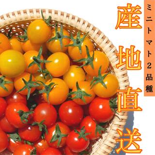 カラートマト 2kg  青森県産☘️イエローミミ 採れたてを産地直送します！(野菜)