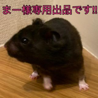 まー様専用、リピーター様割引きしています！小動物のおやつ(小動物)