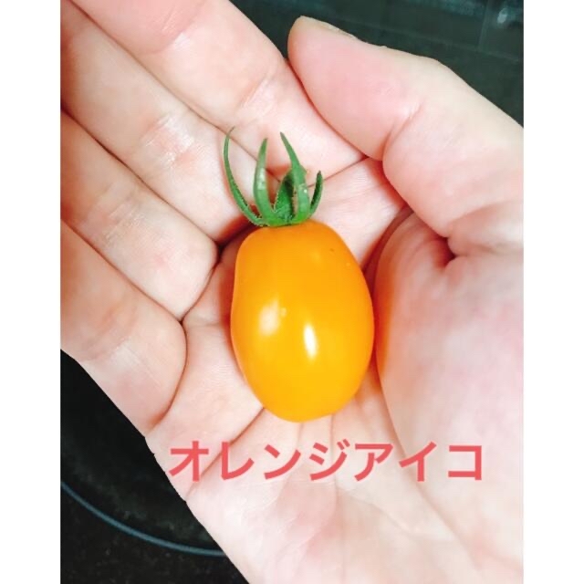 ミニトマト4種ミックス １kg 食品/飲料/酒の食品(野菜)の商品写真