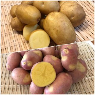 【EARTHさま専用】栗のような甘さでほくほく！インカ2種食べ比べセット 5kg(野菜)