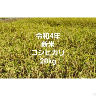 令和4年 新米 コシヒカリ 玄米(米/穀物)
