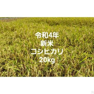 令和4年 新米コシヒカリ 玄米(米/穀物)