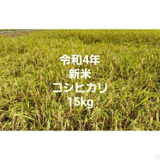 令和4年 新米 コシヒカリ 玄米(米/穀物)