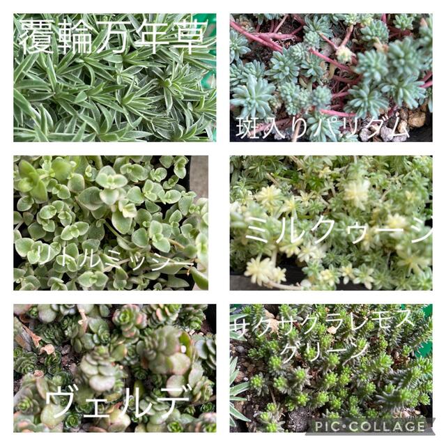 多肉植物おまかせパック♪ ハンドメイドのフラワー/ガーデン(その他)の商品写真