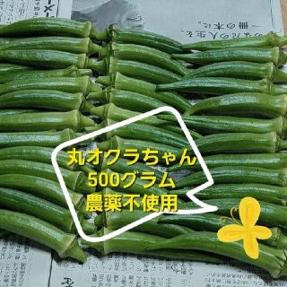 【無農薬】丸オクラ500グラム以上 ☆(野菜)