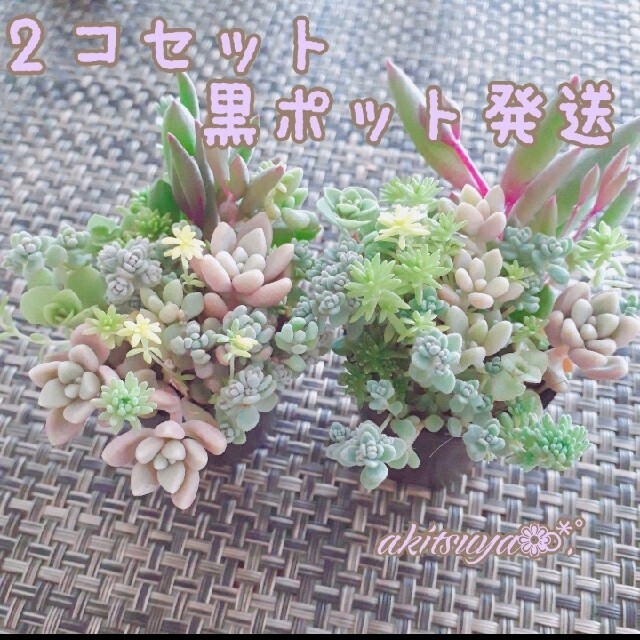 2個セット  ポット発送 多肉植物   セダムミックス ハンドメイドのフラワー/ガーデン(その他)の商品写真