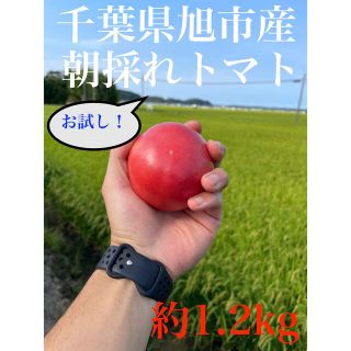 〜お試し〜朝採れ！大玉トマト 約1.2kg【千葉県旭市産】(野菜)