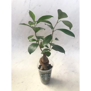 スタバでカフェ中のガジュマル　ハイドロカルチャー　観葉植物(その他)