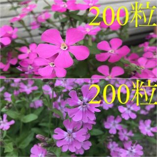 シレネ　ピンクパンサー＊フクロナデシコ　花の種各200粒　2022年5月自家採取(その他)