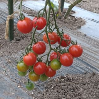 北海道産　無農薬　ミニトマト　２キロ(野菜)