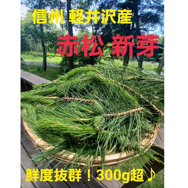 【大容量3kg】採れたて　天然 松葉 新芽 松茸の産地 赤松　松葉茶