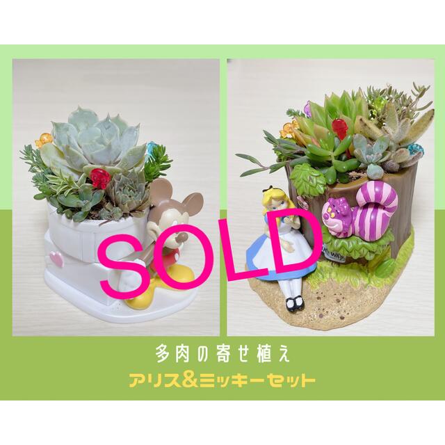 すぐに飾れる多肉植物　韓国苗　　　　　　　　　　アリスとミッキー花器付2個セット