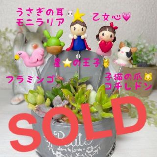 ハンドメイド　ガーデンピック　多肉植物名前プレートピック　1250円(その他)