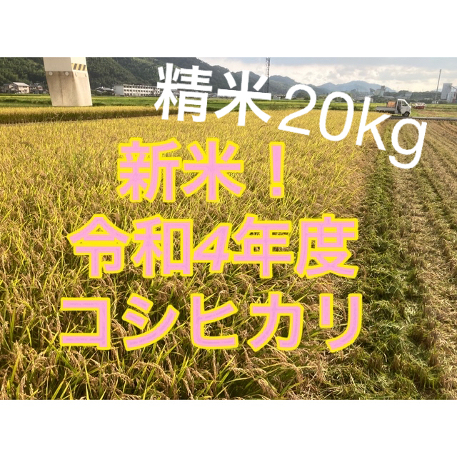 令和4年度高知県産コシヒカリ20kg精米 - 米/穀物