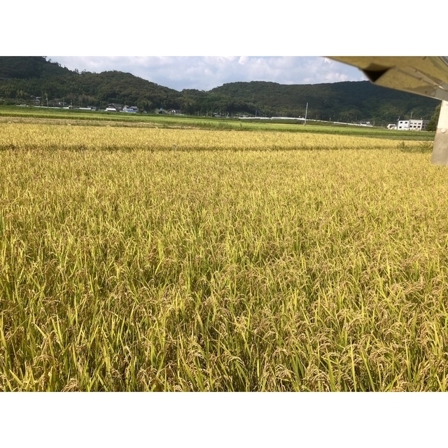 令和4年度高知県産コシヒカリ20kg精米 食品/飲料/酒の食品(米/穀物)の商品写真