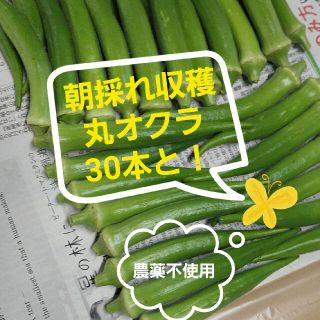 【無農薬】朝採れ丸オクラ30本と！！！(野菜)