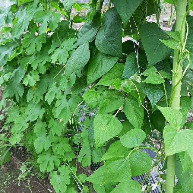 ☆夏野菜詰め合わせ☆ 朝採り 野菜セット ゆうパック 70サイズ 食品/飲料/酒の食品(野菜)の商品写真