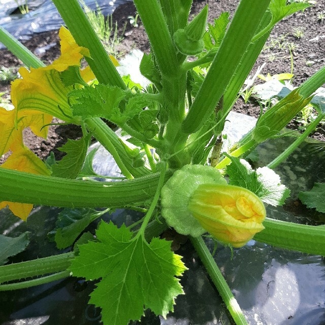 ☆夏野菜詰め合わせ☆ 朝採り 野菜セット ゆうパック 70サイズ 食品/飲料/酒の食品(野菜)の商品写真