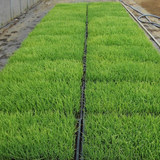 数量限定　自然栽培米　完全無農薬無肥料コシヒカリ　令和3年新米 10㎏　玄米