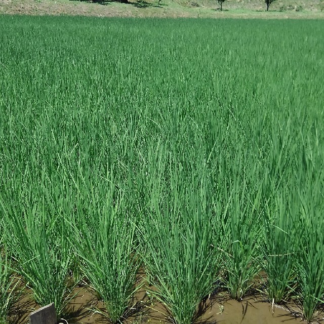 数量限定　自然栽培米　完全無農薬無肥料コシヒカリ　令和3年新米 10㎏　玄米 食品/飲料/酒の食品(米/穀物)の商品写真