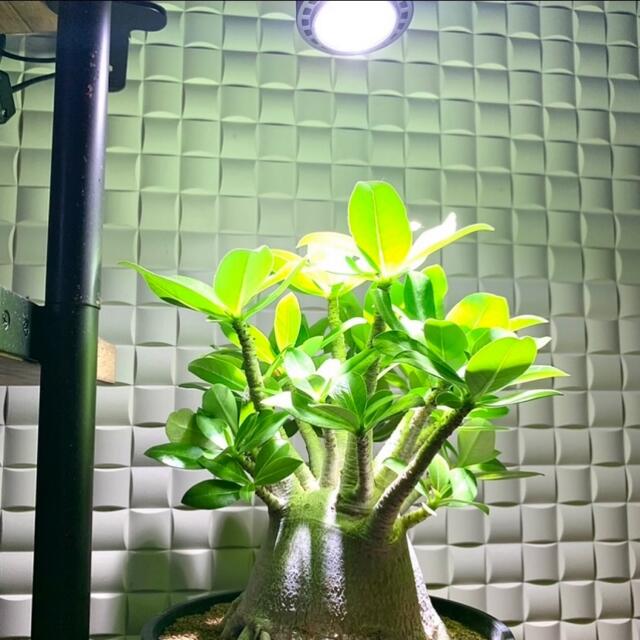 15W植物育成ライトGrowLight 6000K 2個 ライトクリップ2個-