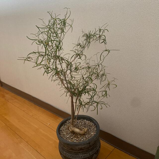 珍奇塊根植物 ユーフォルビア ヘディオトイデス 極上特大株