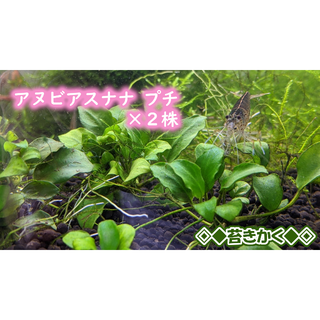 ◆アヌビアスナナプチ 2株 ◆ 第四種郵便発送◎(アクアリウム)