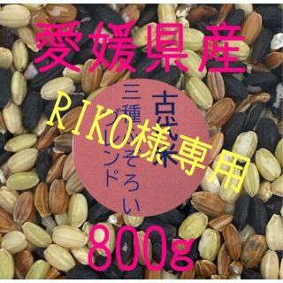 RIKO様専用　古代米3種ふぞろいブレンド　愛媛県産　800ｇ(米/穀物)