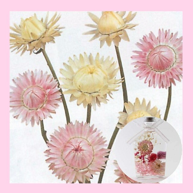 育て方付き❀ドライフラワーにも優しいカラーの*ヘリクリサムパステルmix*花の種 ハンドメイドのフラワー/ガーデン(その他)の商品写真