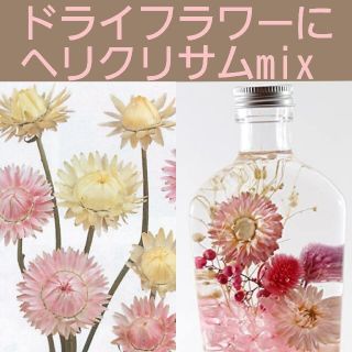 育て方付き❀ドライフラワーにも優しいカラーの*ヘリクリサムパステルmix*花の種(その他)