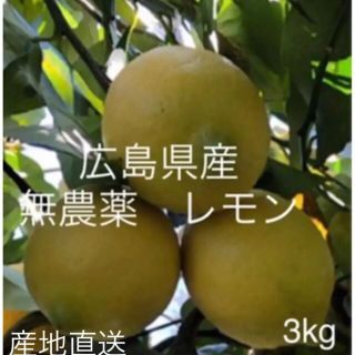 国産　レモン　広島県産　無農薬　レモン　瀬戸内レモン　3kg 以上　産地直送(フルーツ)