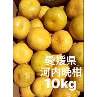 愛媛県産　河内晩柑　宇和ゴールド　柑橘　10kg(フルーツ)